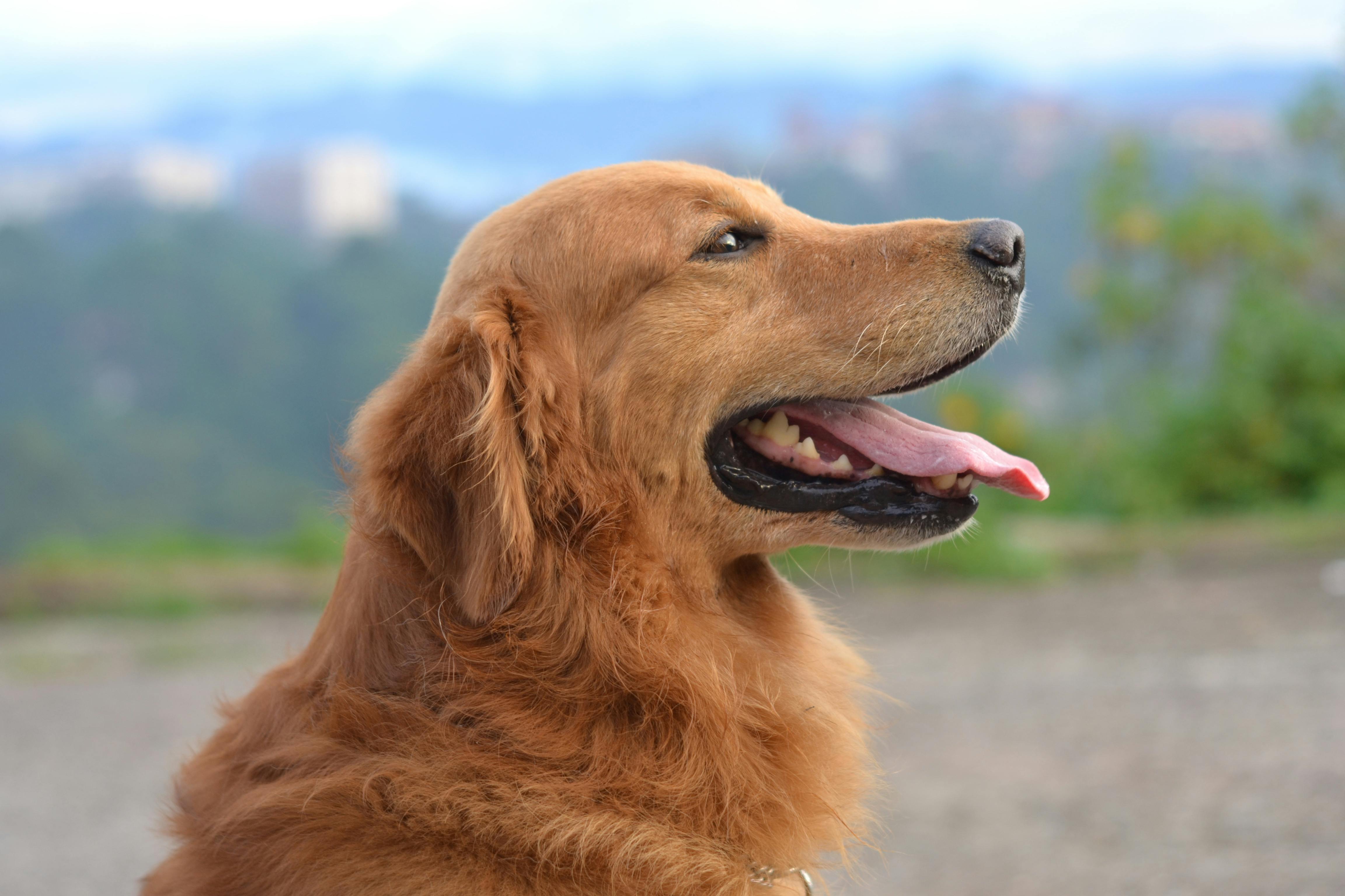 Golden Retriever auf einer Wiese