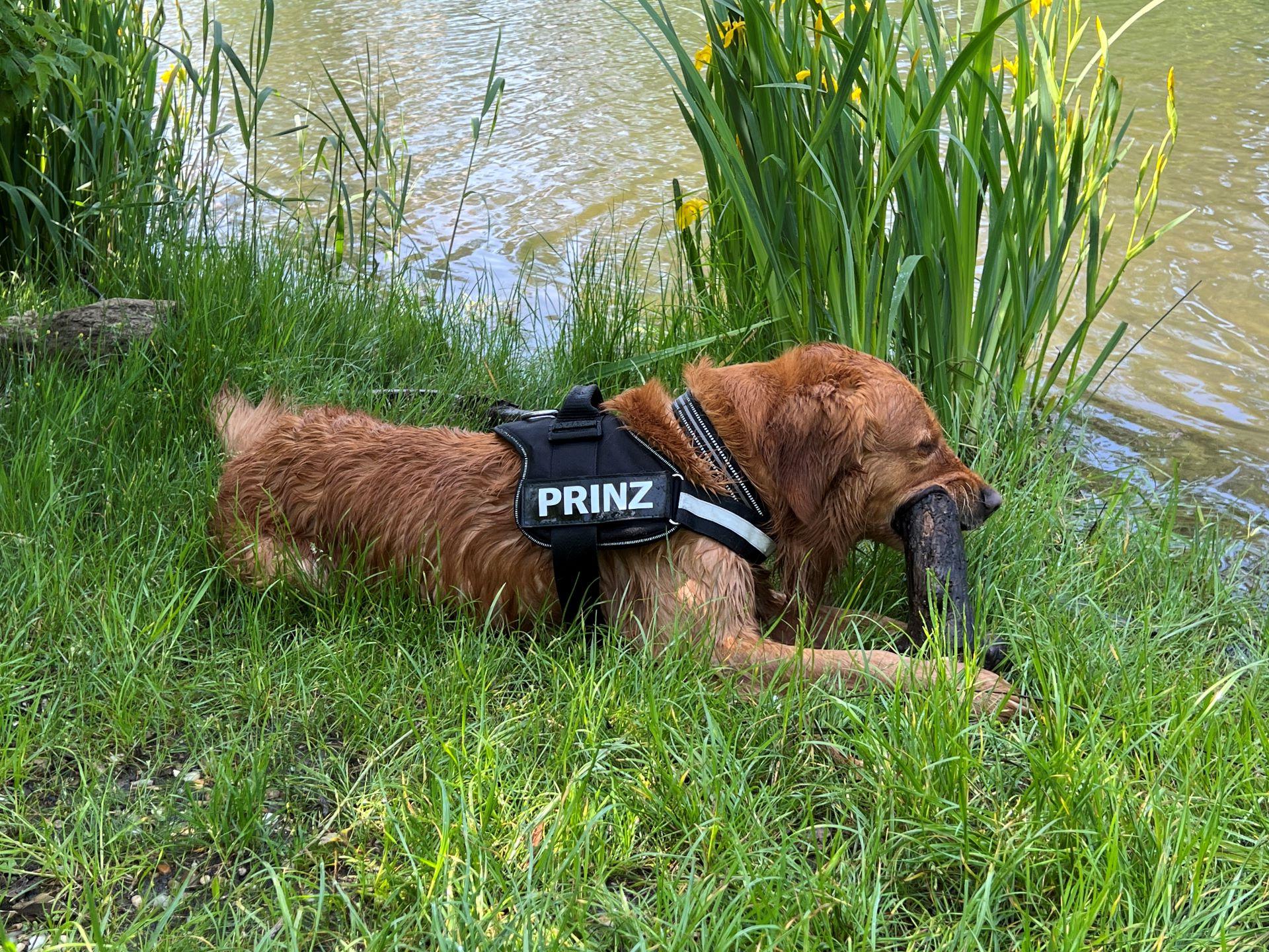 Golden Retriever im Freien