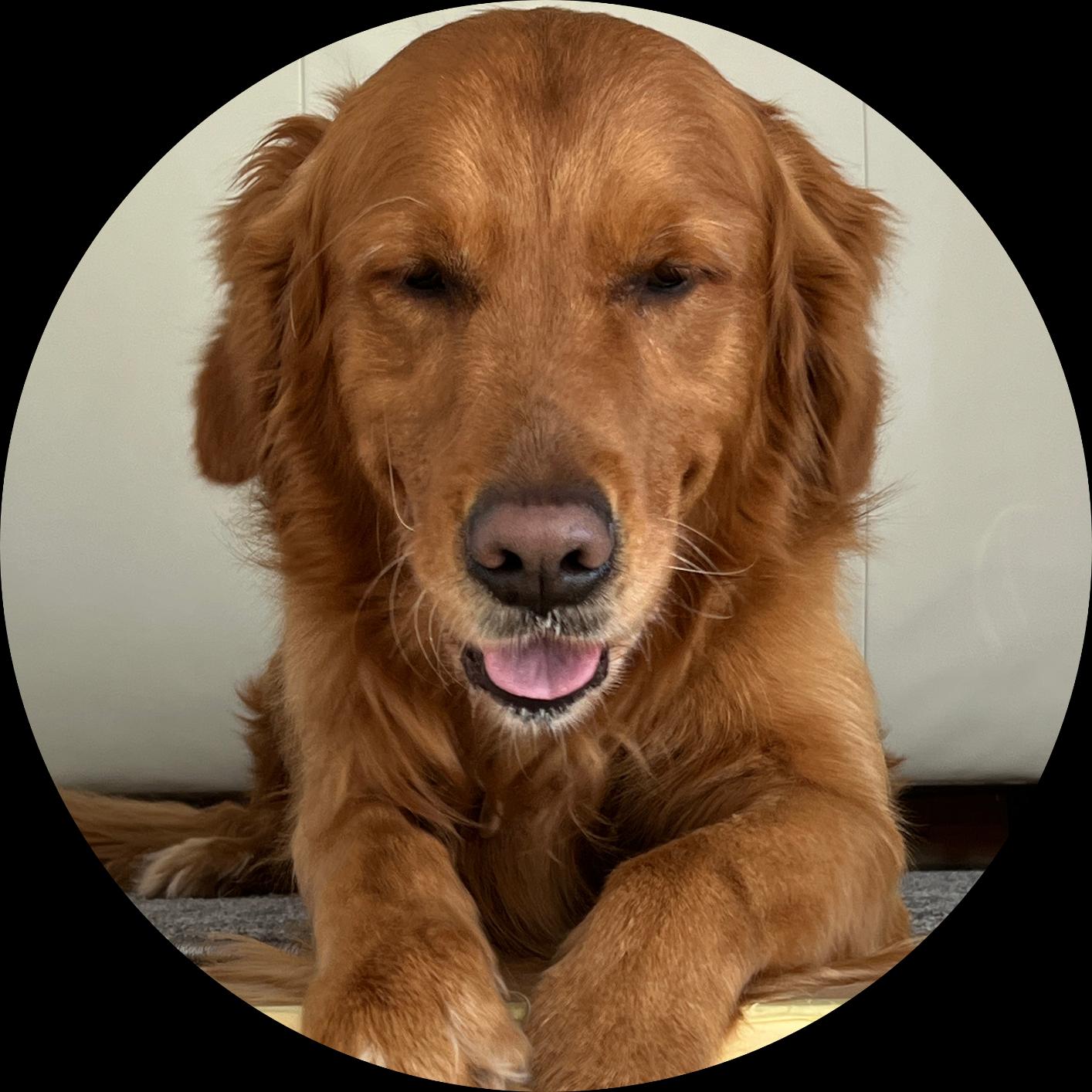 Golden Retriever mit freundlichem Blick