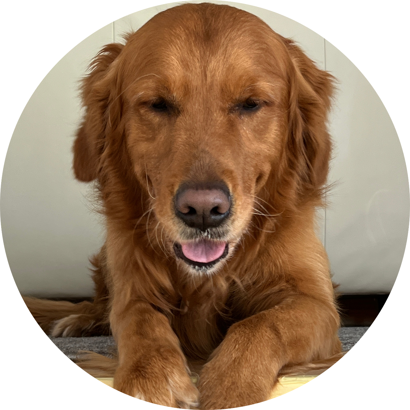 Golden Retriever mit freundlichem Blick